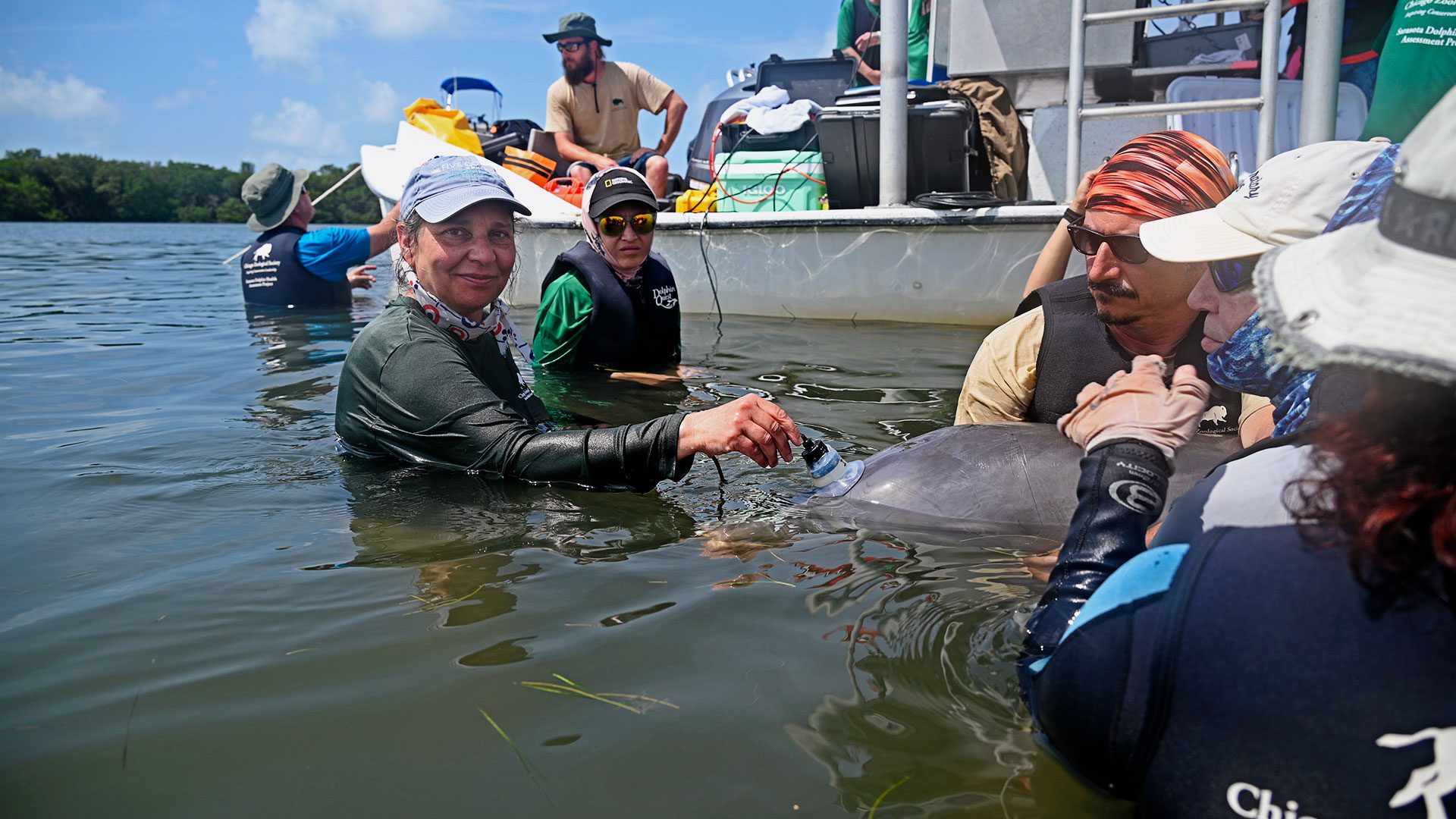 WHOI biologist Laela Sayigh attaches a suction-cup hydrophone to a dolphin in Sarasota Bay