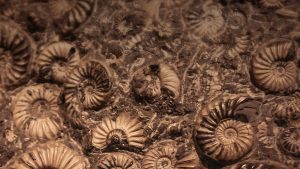shells