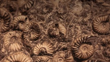 shells