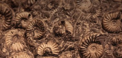 shells