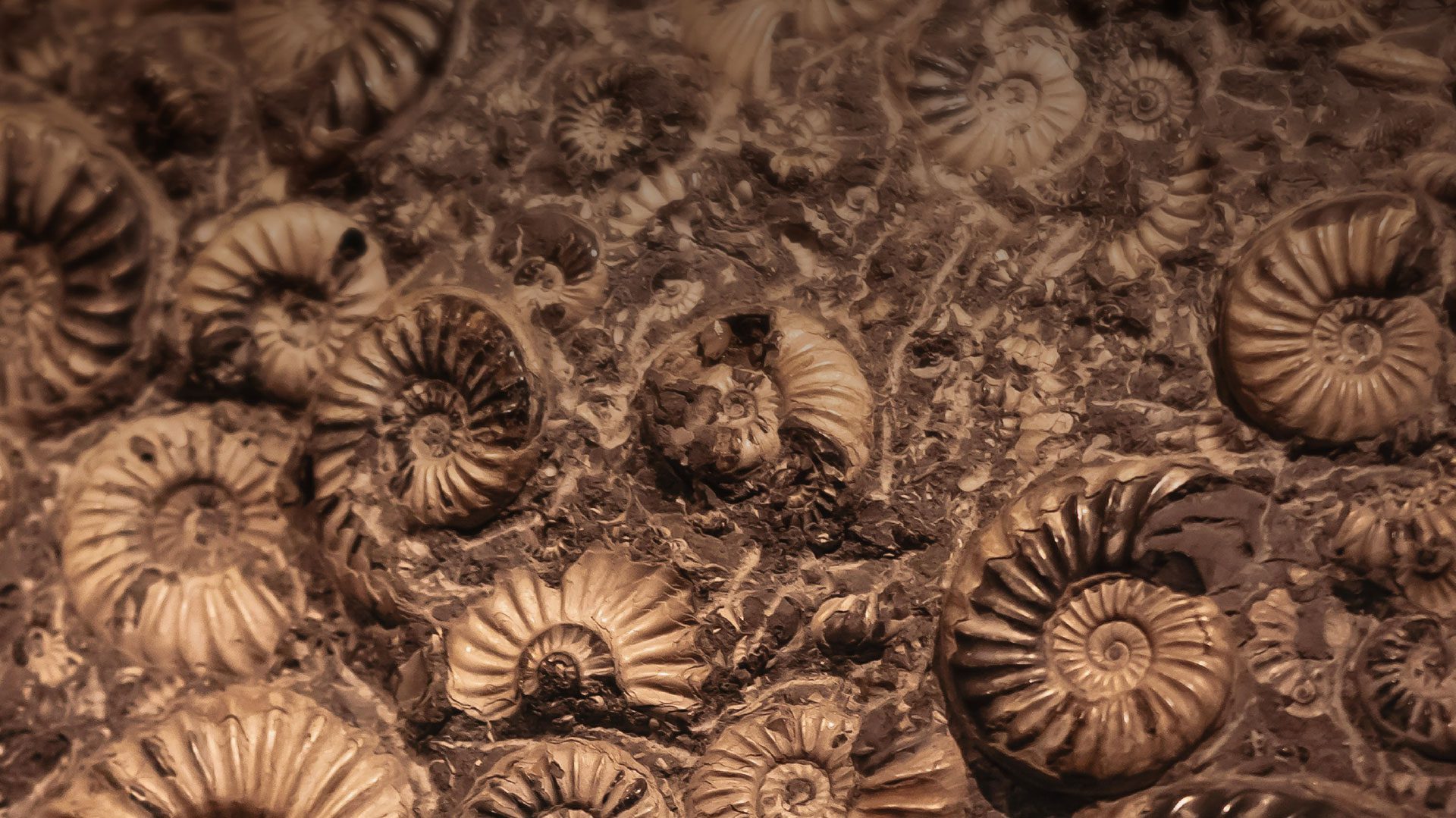 shells