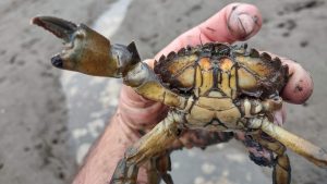 Green crab