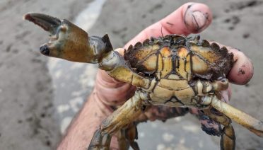 Green crab