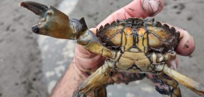 Green crab