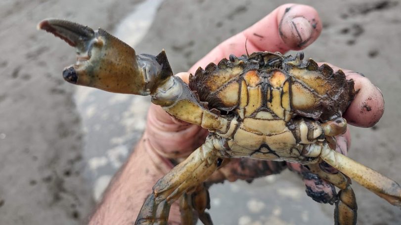 Green crab