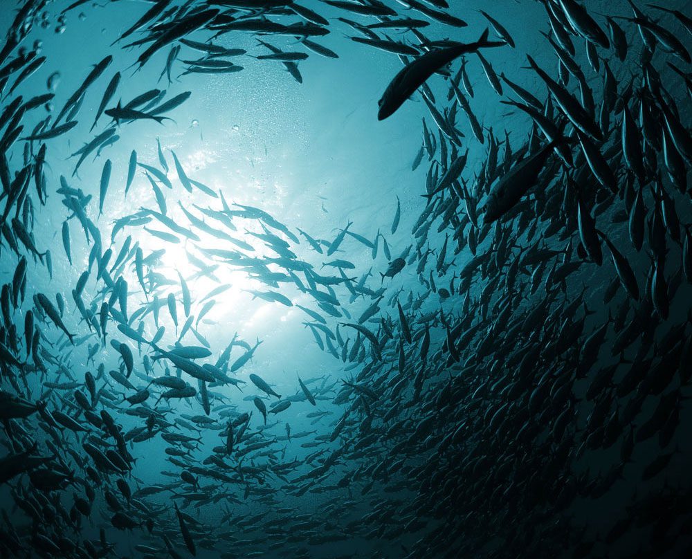 fish