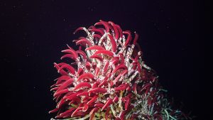 Riftia tube worms