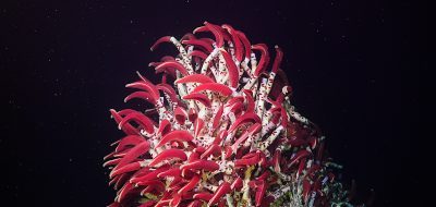 Riftia tube worms