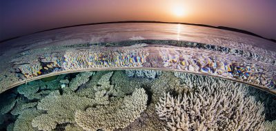 underwater coral