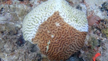  This brain coral shows the effects of stony coral tissue loss disease. The brown areas are healthy, the white areas are newly dead from the disease, and the light yellow areas
are dead and colonized by endolithic algae. (Photo by Amy Apprill ©WHOI)