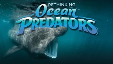 Rethinking Ocean Predators