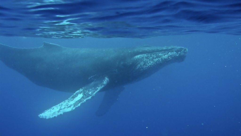 Photo: whoi.edu WHOI discovers the oldest known whale recordings, dating to 1949
