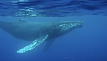 Humpback whales are legendary for their long, haunting songs, which can travel thousands of miles through the ocean. (Photo by Aran Mooney, ©Woods Hole Oceanographic Institution)
