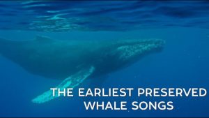 whale song
