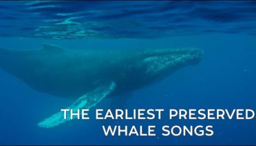 whale song