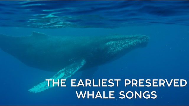 whale song