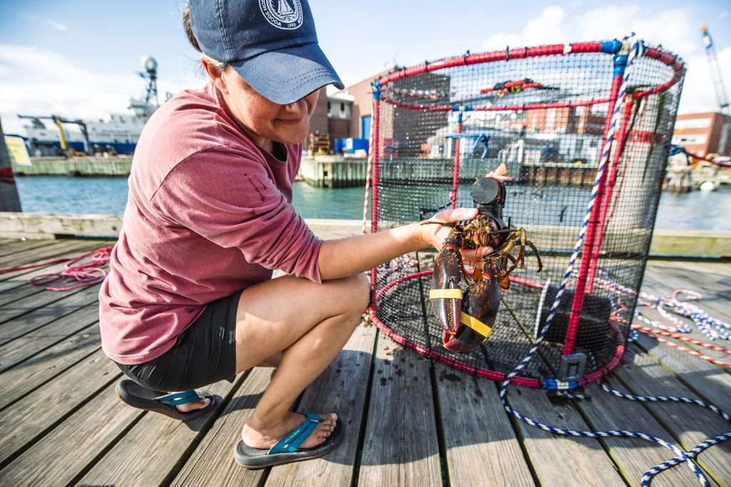 lobster trap