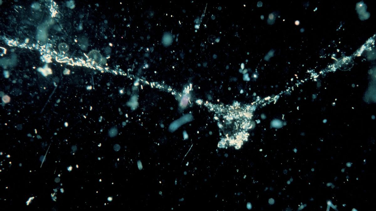 Bacteria hitching a ride on marine snow may slow the ocean's carbon sink