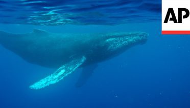 Humpback whale swimming underwater near the surface. (Photo by T. Aran Mooney, © Woods Hole Oceanographic Institution)