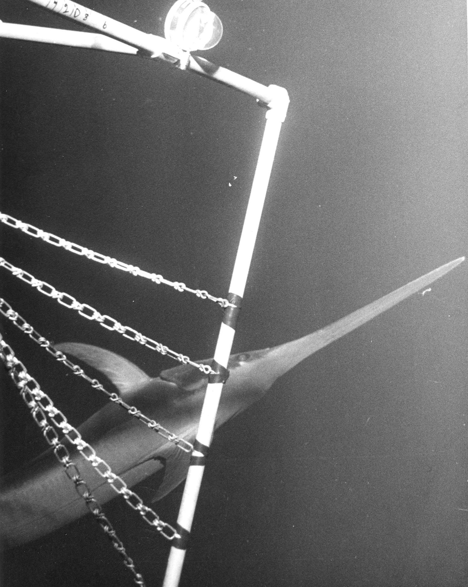 swordfish
