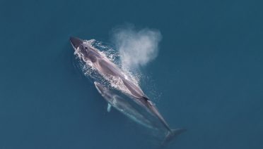 Sei whales in the Northwest Atlantic migrate along the Atlantic coast of the United States and Canada, heading south during winter and north during the summer. The peak in sei whale acoustic presence in the New York Bight occurred during a short window in spring. (Photo by Christin Khan, NEFSC under the MMPA research permit 17355-00)