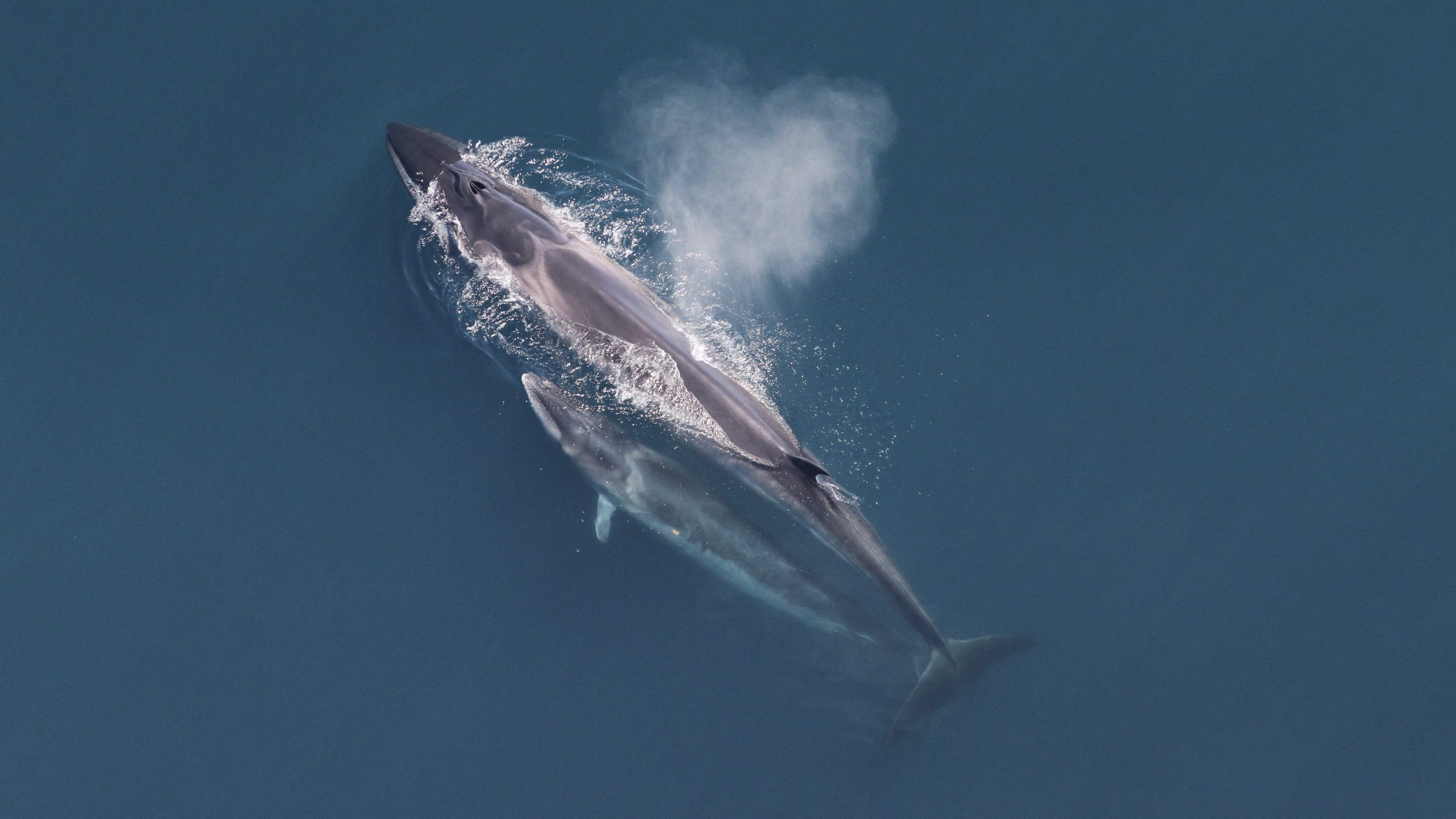 New study reveals New York Bight is a key spring habitat for endangered sei whales