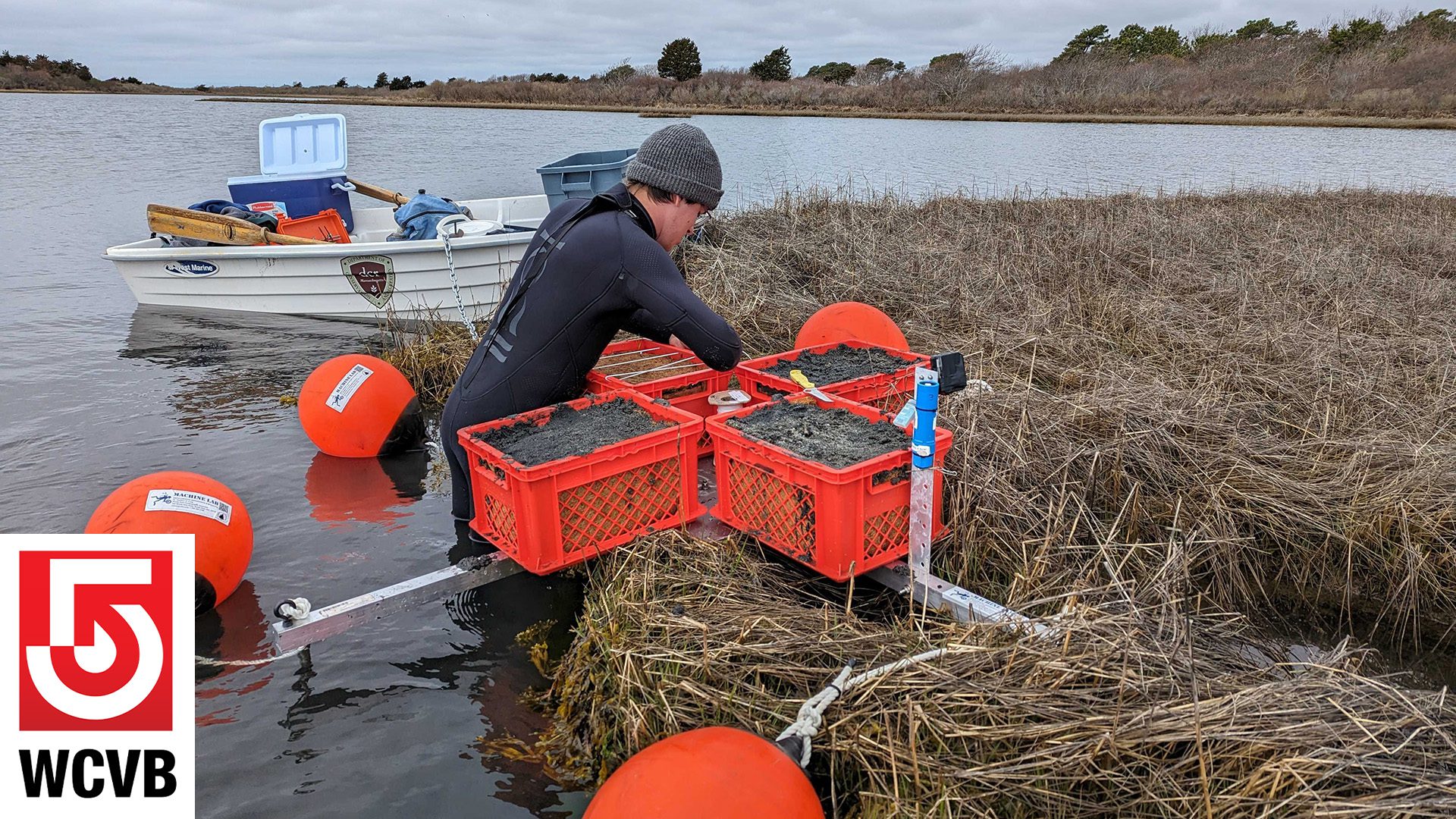 Bringing back eelgrass