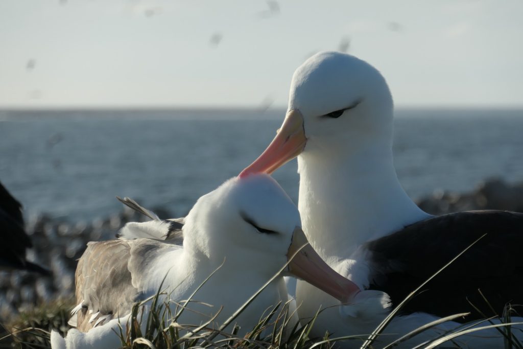 Two.Gulls.Ventura