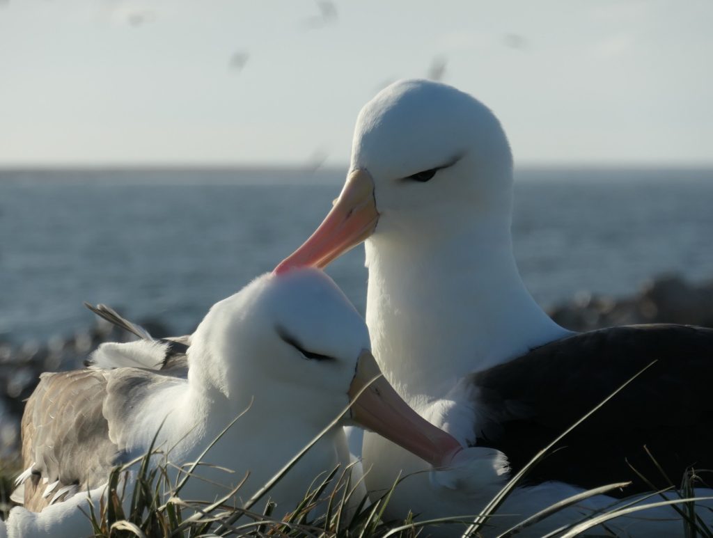 Two.Gulls.Ventura.2