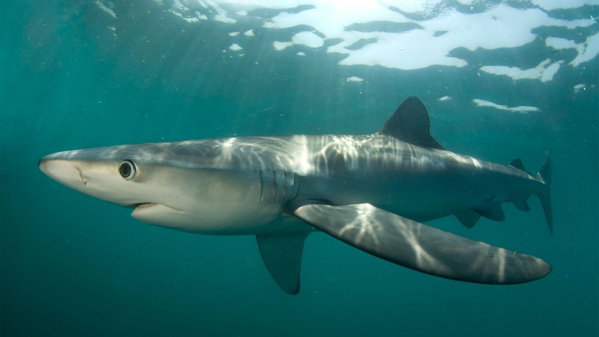 Forecasting with Fins: Sharks can improve ocean temperature predictions, new study finds
