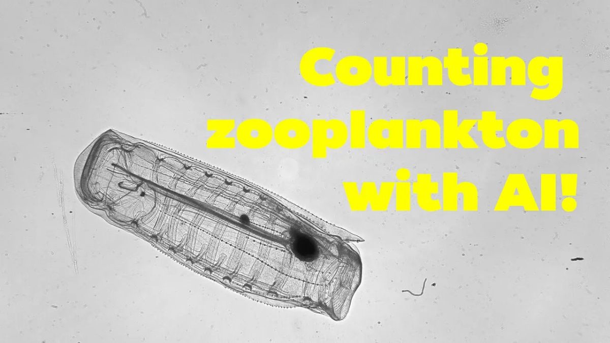 counting zooplankton
