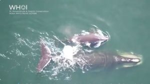 right whales