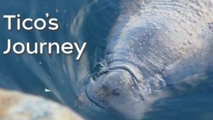 tico's journey