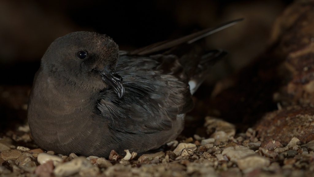 A Mediterranean storm petrels incubates its eggs deep in a dark cave by the sea in Sardinia, Italy. (Photo by A. Benvenuti)
