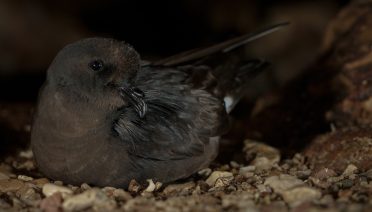 A Mediterranean storm petrels incubates its eggs deep in a dark cave by the sea in Sardinia, Italy. (Photo by A. Benvenuti)