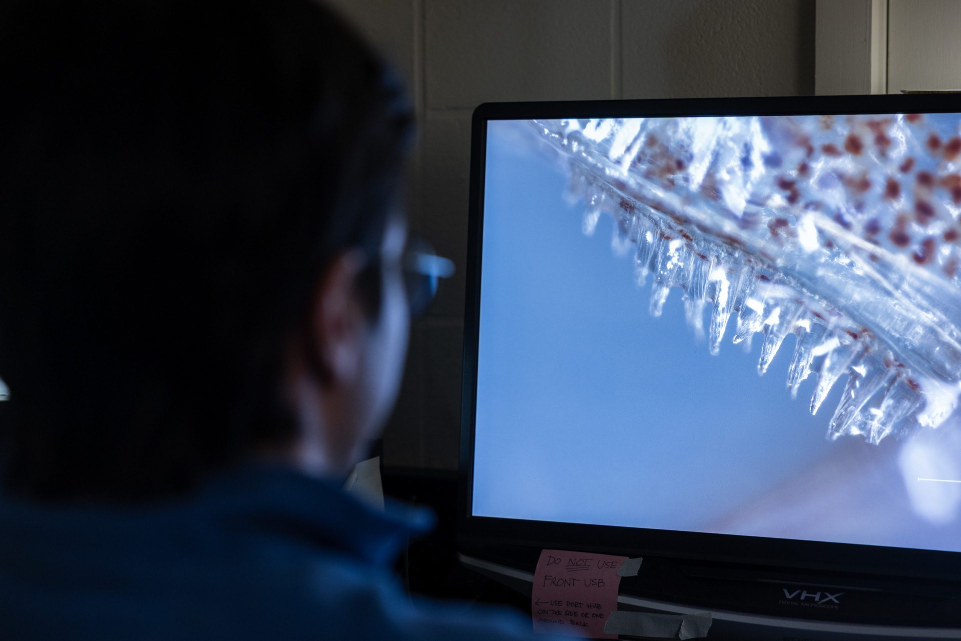 WHOI Research Assistant I Nicholas Willis-Mauro  zooms in on one specimen's spiral-shaped teeth in the Paleo-FISHES lab. (Photo by Daniel Hentz, © Woods Hole Oceanographic Institution)