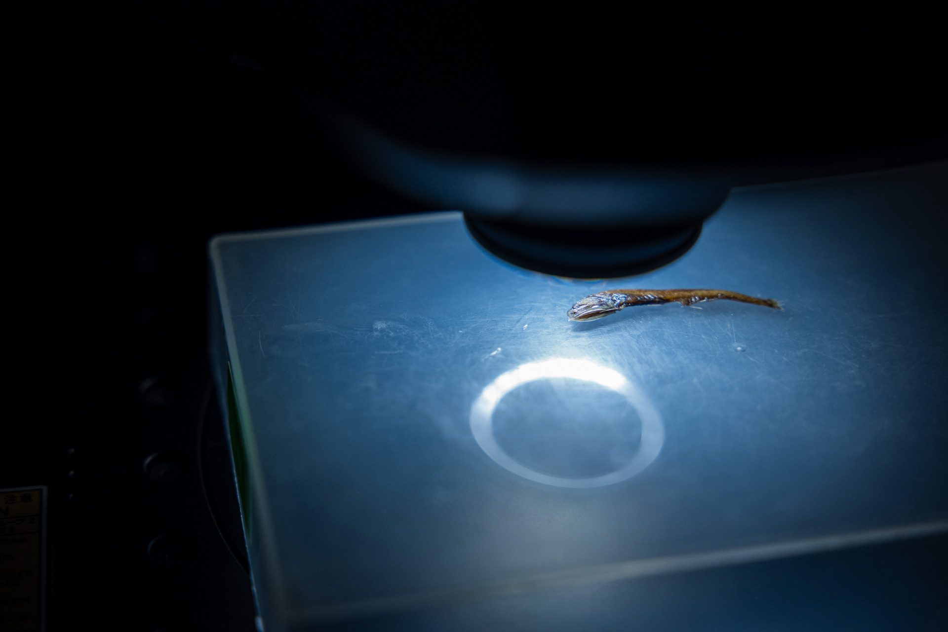 A 2-inch bristlemouth fish sits under a high-powered Keyence microscope, so Sibert and her team can examine the animal's teeth. (Photo by Daniel Hentz, © Woods Hole Oceanographic Institution)