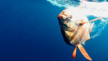 With fishing efforts being directed progressively deeper, catches shifted heavily toward midwater species like pomfrets and opahs. (©NOAA Fisheries)