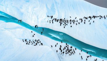 Chinstrap penguins on an iceberg