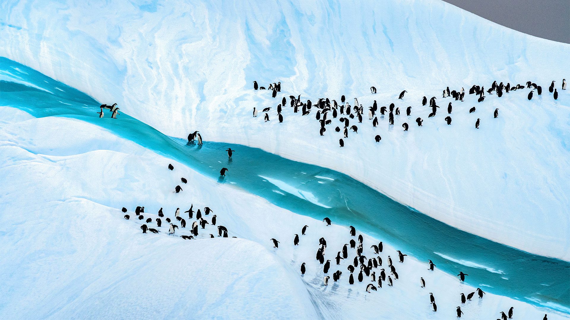 Chinstrap penguins on an iceberg