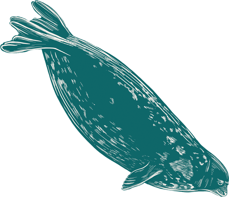 illustration of a weddell seal diving