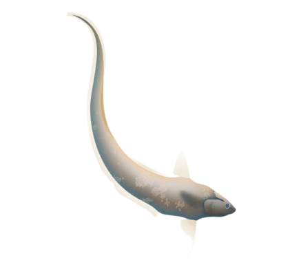 Abyssal grenadier@4x