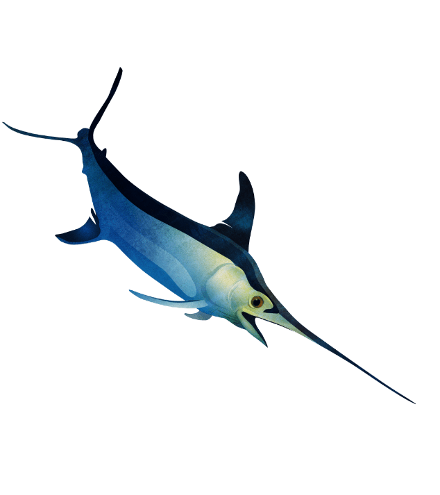 Atlantic swordfish