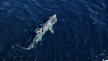 New research suggests basking sharks actively feed during
long
-
distance migrations
rather than relying solely on stored energy reserves, as previously assumed for many migratory
sharks. (Photo by Amy Kukulya, ©Woods Hole Oceanographic Institution)