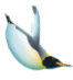 Emperor penguin