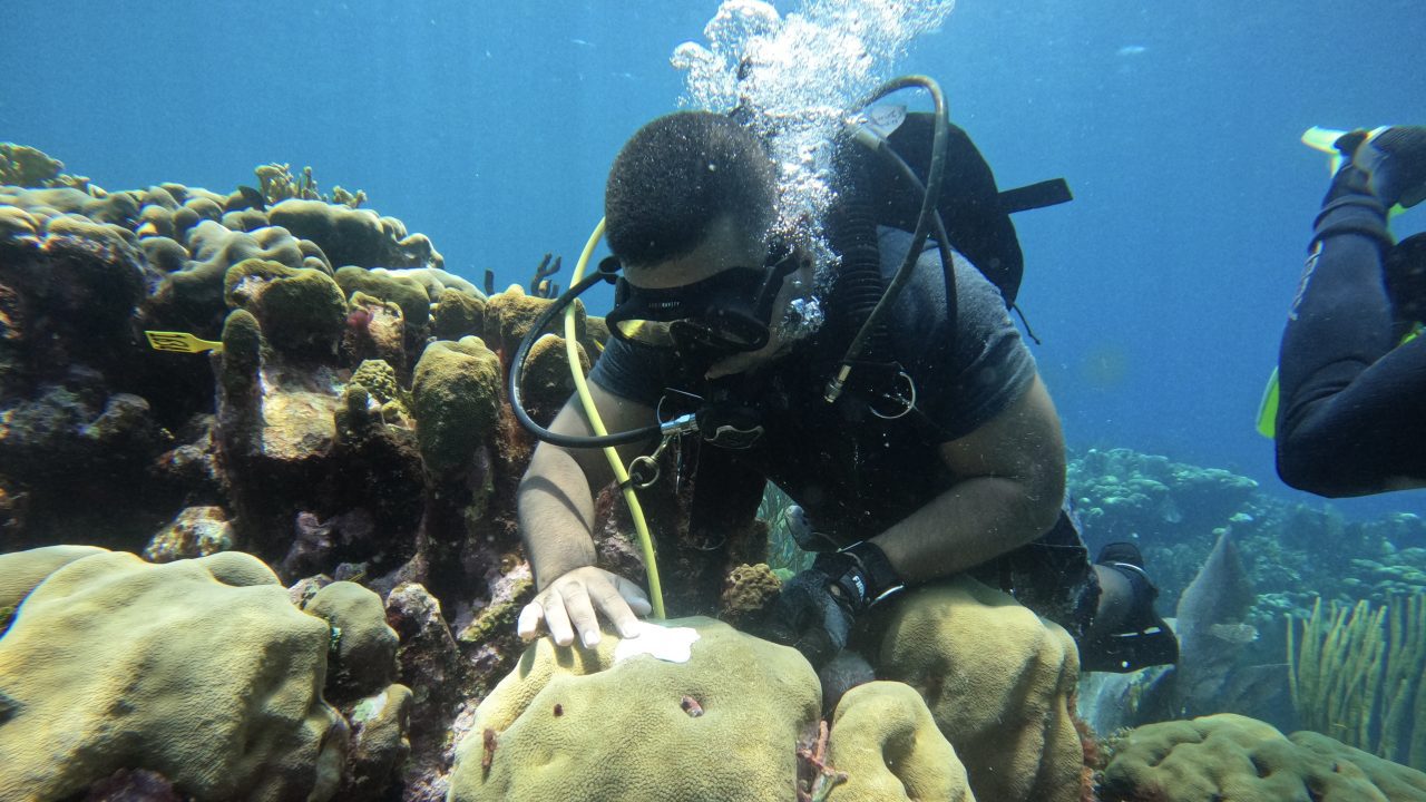 New climate-based tool predicts coral bleaching months in advance ...