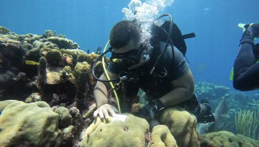 Evii Tong, a WHOI research assistant, patches a sampled
Orbicella faveolata
colony. (Photo by Mariya Galochkina, ©Woods Hole Oceanographic Institution)