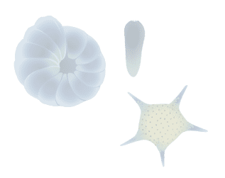 Forams