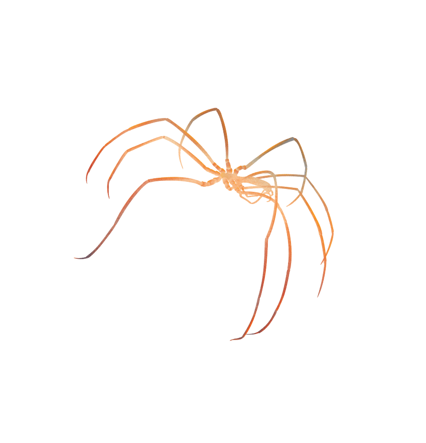 Giant sea spider