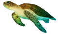 Green sea turtle